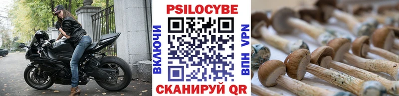 Псилоцибиновые грибы Psilocybe  Новокубанск 